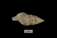 藏品(火焰塔旋螺)的圖片